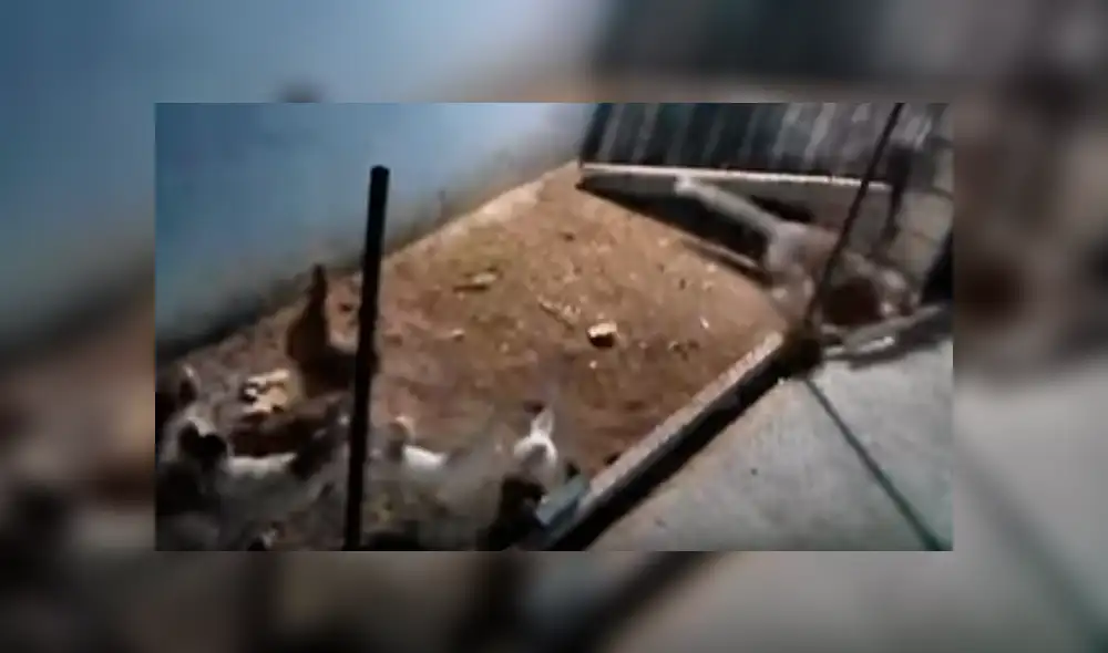 YouTube viral: zorro entra a gallinero para cazar a su 'presa', pero aves lo 'picotean' [VIDEO]