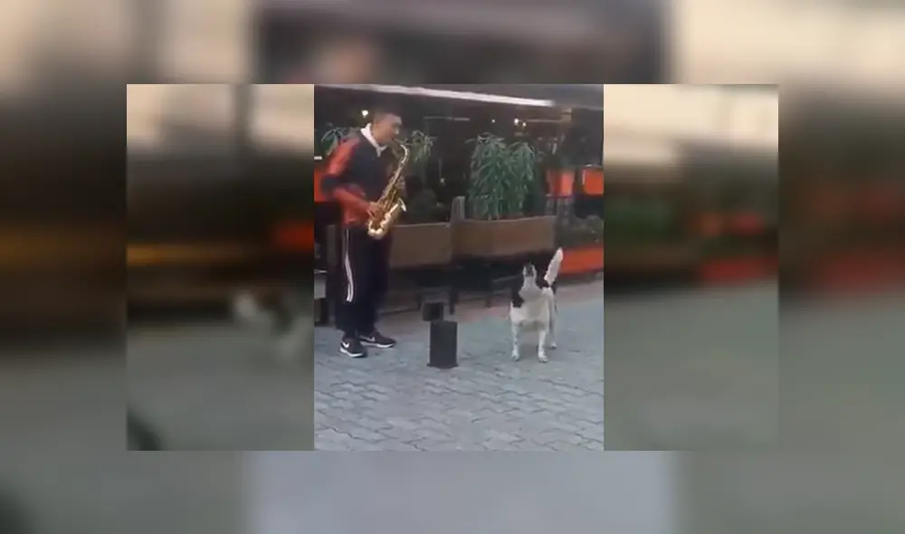 Video es viral en Facebook. El can sorprendió a varias personas que pasaban por el lugar por su singular conducta al toparse con un músico callejero Video es viral en Facebook. El can sorprendió a varias personas que pasaban por el lugar por su singular conducta al toparse con un músico callejero