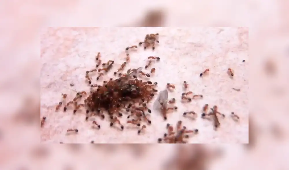YouTube: Hormigas unen fuerzas y acaban con una mosca en cuestión de minutos