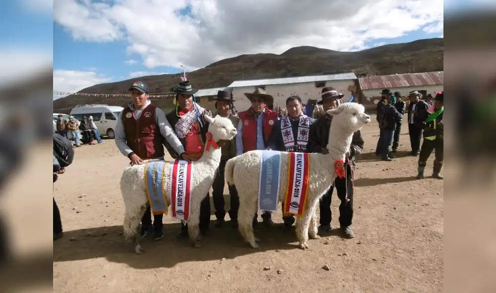 Huancavelica: Crean comisión para el registro genético de alpacas y llamas