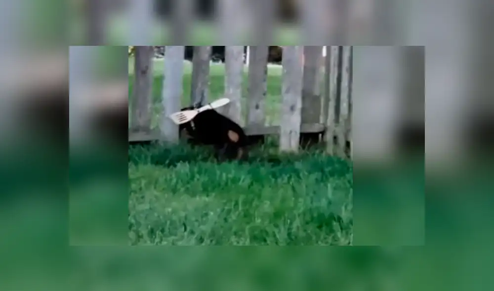 YouTube viral: Hombre cansado de que su perro se escape, crea ingenioso método para que no lo haga [VIDEO]