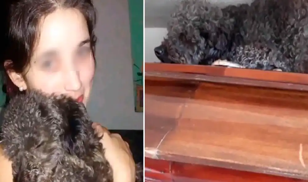 Facebook - animales - viral