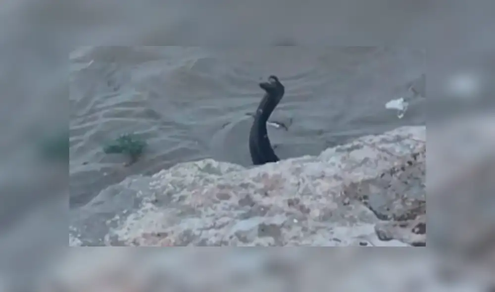 YouTube viral: misteriosas criaturas negras surgen de enormes rocas y aterran a turistas [VIDEO]