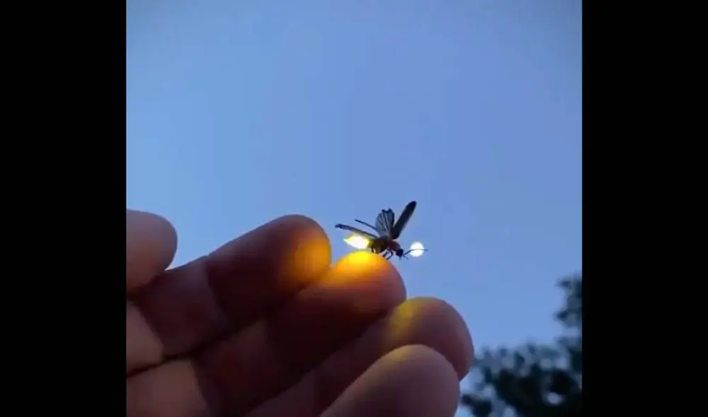 Las imágenes muestran el preciso instante en que la luciérnaga se enciende para buscar una pareja. Foto: Captura/@Lorena_CR Las imágenes muestran el preciso instante en que la luciérnaga se enciende para buscar una pareja. Foto: Captura/@Lorena_CR