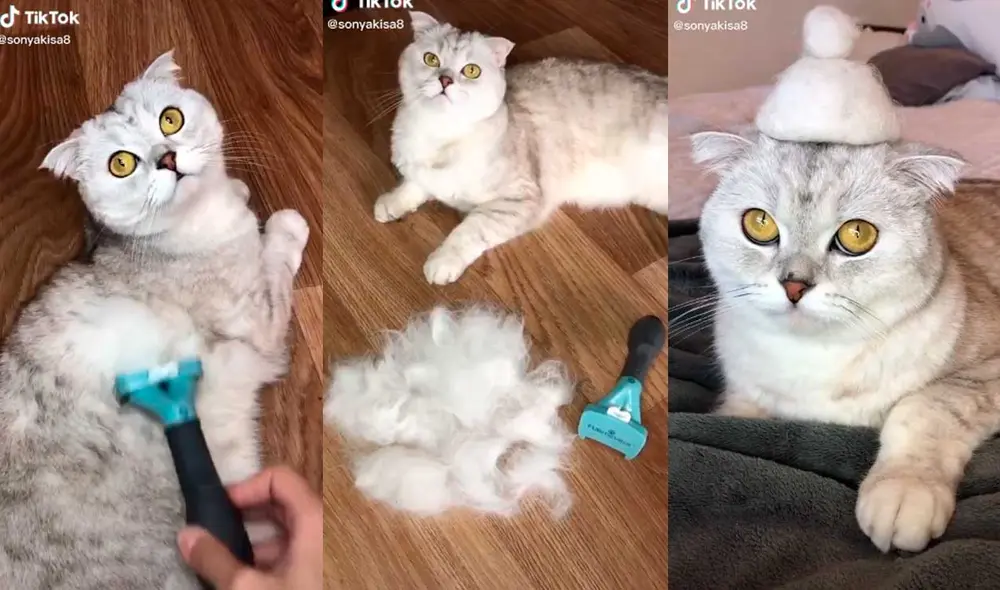 Desliza las imágenes para ver la curiosa escena que protagonizó esta divertida gatita con su dueño. Foto: Captura de TikTok/ Cat Sonya