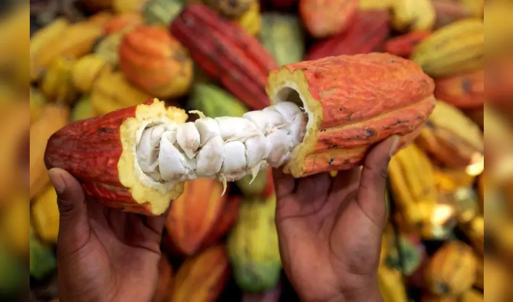 Unas 300 familias de Madre de Dios exportaron cacao de fino aroma a mercado italiano Unas 300 familias de Madre de Dios exportaron cacao de fino aroma a mercado italiano