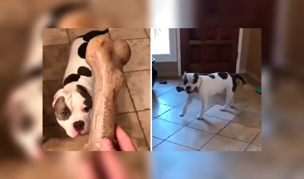 Desliza las imágenes hacia la izquierda para apreciar la conmovedora escena de un perro tras recibir una sorpresa de su amo. Desliza las imágenes hacia la izquierda para apreciar la conmovedora escena de un perro tras recibir una sorpresa de su amo.