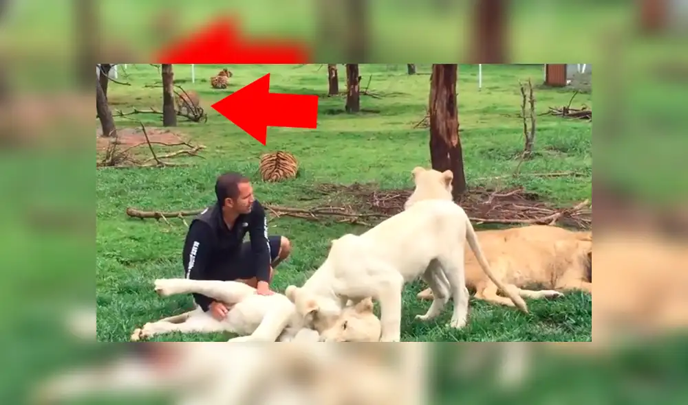 YouTube viral: feroz leopardo aparece para atacar a su domador y tigre lo evita enfrentándolo [VIDEO]
