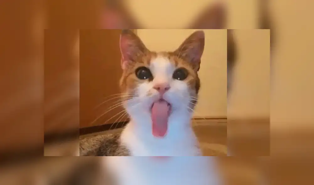 Facebook: gato se somete a los filtros de Snapchat y sufre radical cambio de look [VIDEO]