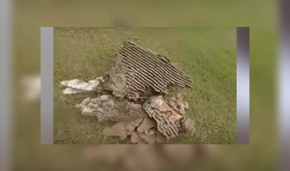 Hombre se topa con miles de avispones gigantes y saca letal nido de casa abandonada [VIDEO]
