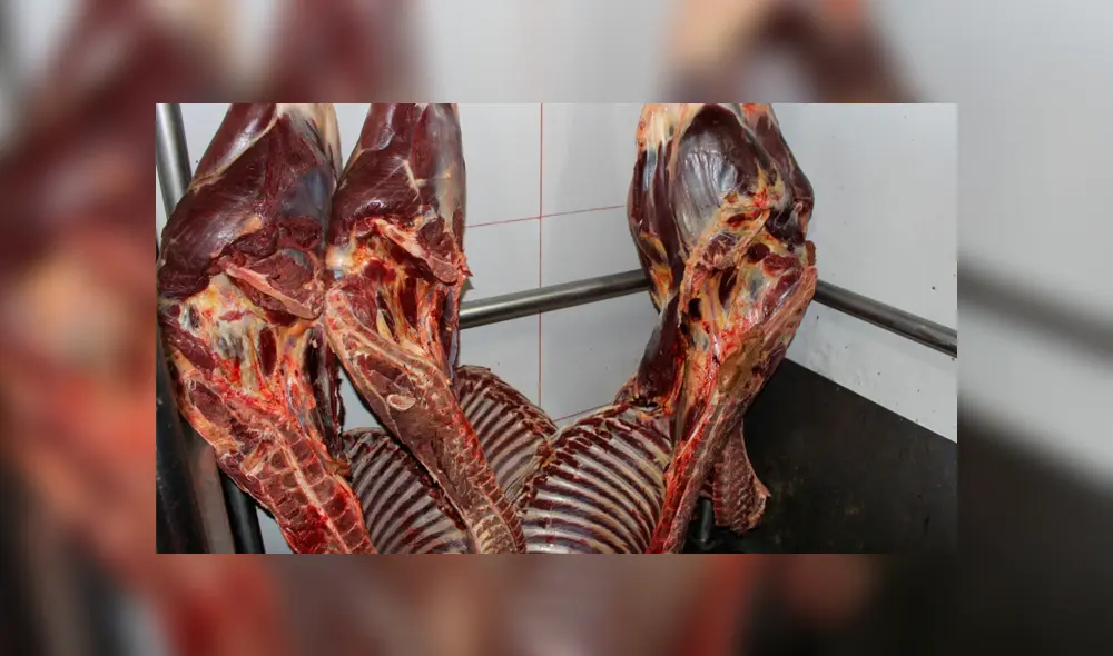 Carne de equino Carne de equino