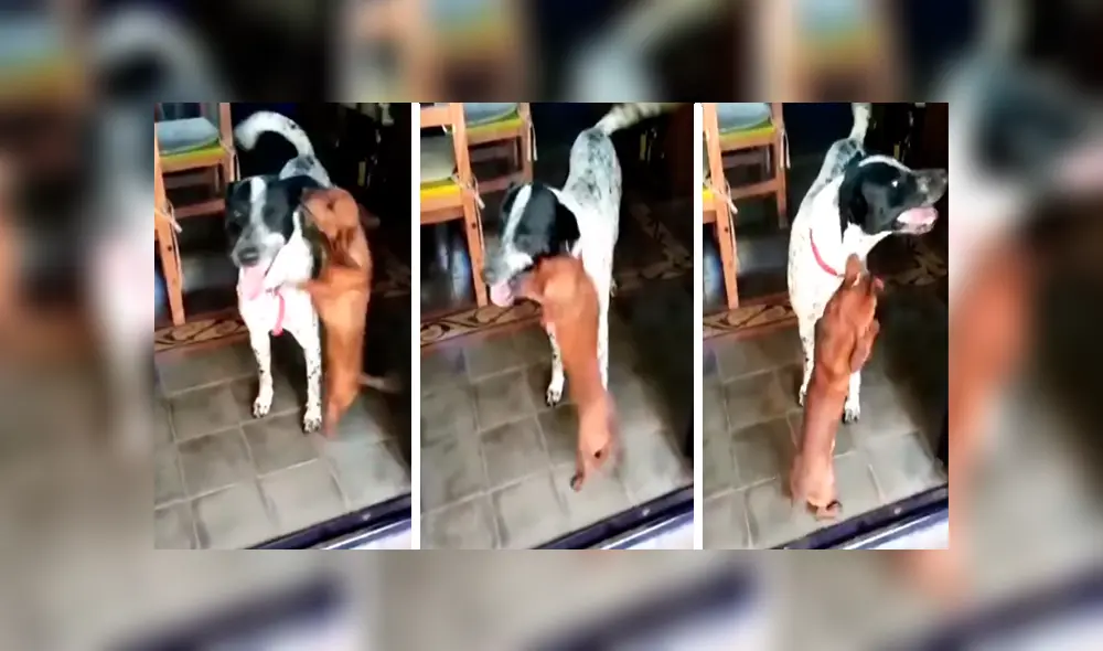 En Facebook, un perro tuvo un emotivo recibimiento por parte de su amigo que se emocionó al verlo otra vez. En Facebook, un perro tuvo un emotivo recibimiento por parte de su amigo que se emocionó al verlo otra vez.