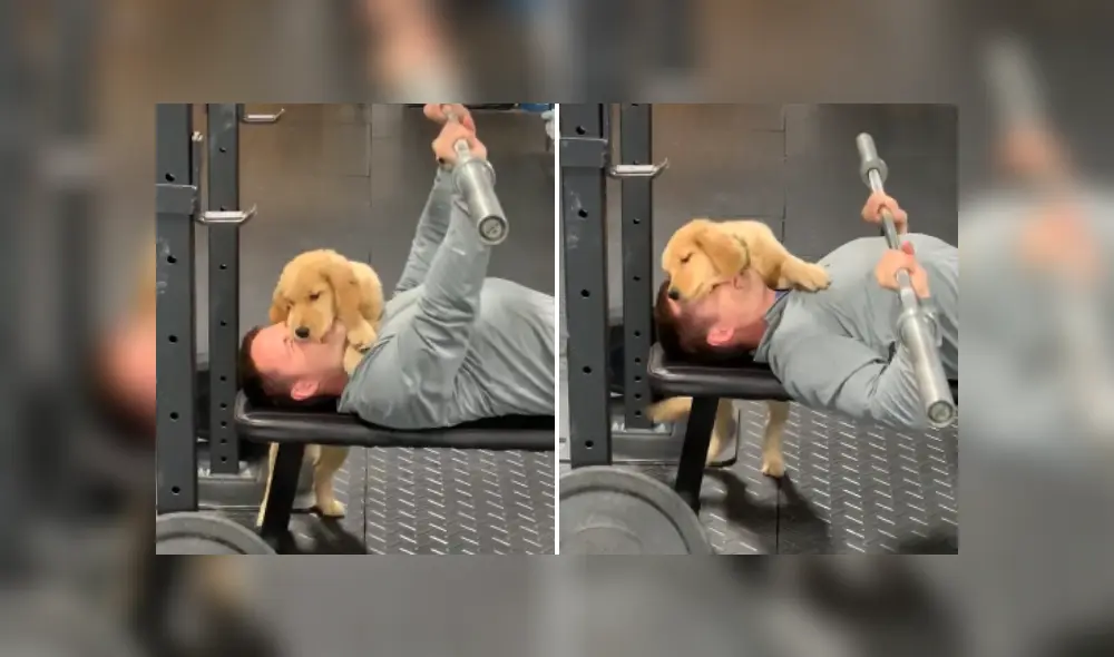 Desliza las imágenes para ver más detalles de este tierno perro que interrumpió a su dueño con tiernos 'besos'. (Foto: captura / TikTok)