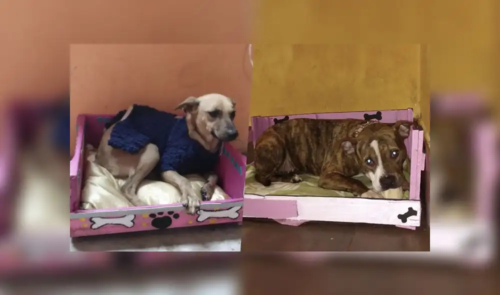 En total, 27 camas fueron fabricadas desde casa por los alumnos del tercer grado del colegio Henri Menard de Comas. Foto: Jezabel Camargo. En total, 27 camas fueron fabricadas desde casa por los alumnos del tercer grado del colegio Henri Menard de Comas. Foto: Jezabel Camargo.