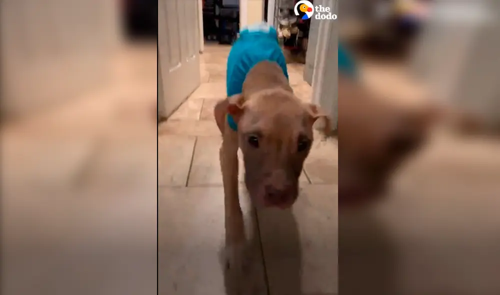 Desliza las imágenes para ver la tierna reacción de Grace al ser rescatada de la calle. Foto: Facebook Desliza las imágenes para ver la tierna reacción de Grace al ser rescatada de la calle. Foto: Facebook
