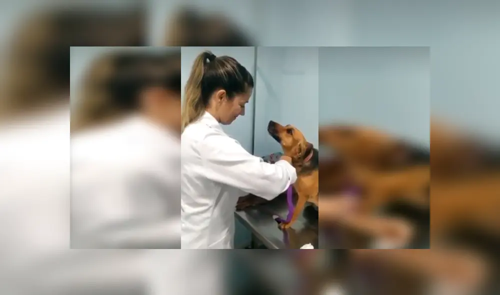 En Facebook, un perro sorprendió con su emotiva reacción cuando le colocaron una inyección en su pata. En Facebook, un perro sorprendió con su emotiva reacción cuando le colocaron una inyección en su pata.