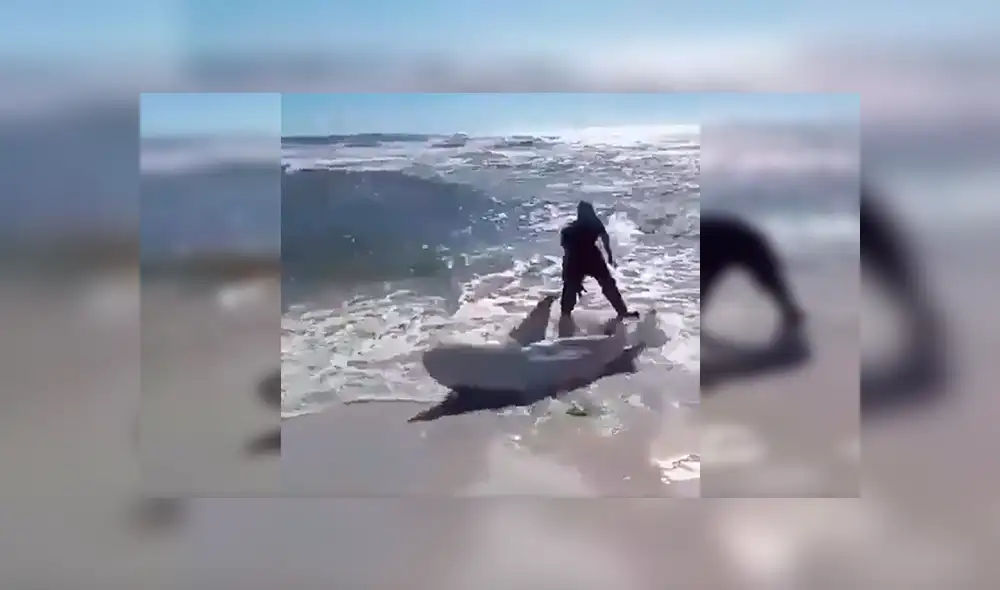 En YouTube, unos valientes hombres no dudaron en brindar ayuda a un peligroso tiburón para que regrese al mar. En YouTube, unos valientes hombres no dudaron en brindar ayuda a un peligroso tiburón para que regrese al mar.