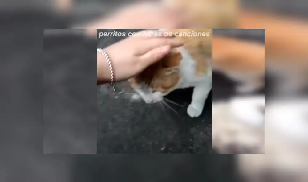 En Facebook, un perro intentó evitar que su dueño sea cariñoso con un travieso gato que adoptó de la calle. En Facebook, un perro intentó evitar que su dueño sea cariñoso con un travieso gato que adoptó de la calle.