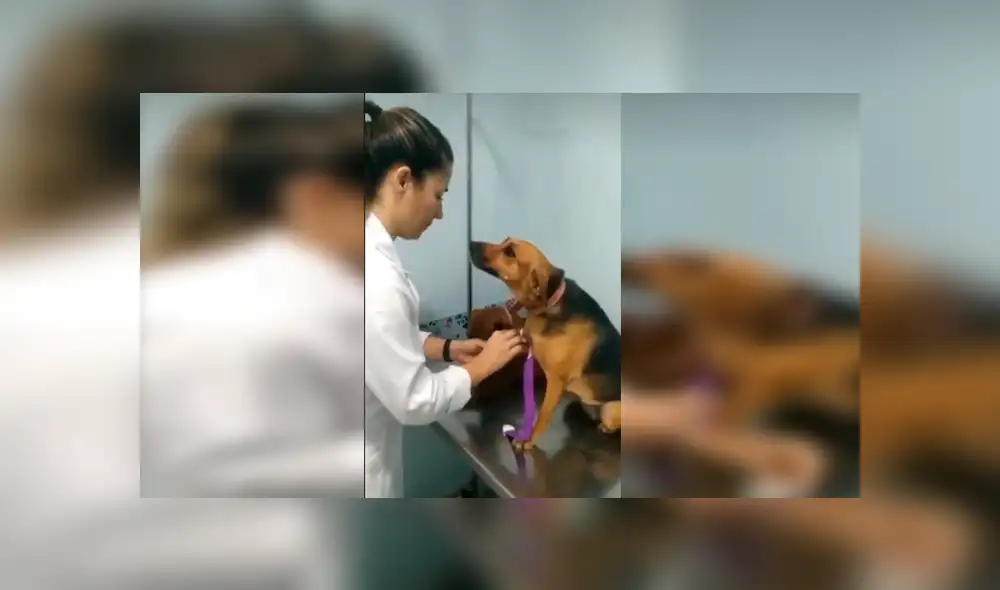 En Facebook, un perro sorprendió con su emotiva reacción cuando le colocaron una inyección en su pata. En Facebook, un perro sorprendió con su emotiva reacción cuando le colocaron una inyección en su pata.
