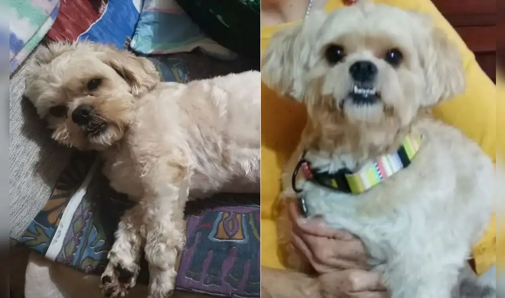 Cualquier información sobre su paradero puede ser comunicada al 994 962 401. Foto: composición/Carlos Cuadros