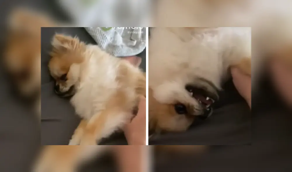 Desliza las imágenes para ver más detalles de esta emotiva escena que es viral en YouTube. Desliza las imágenes para ver más detalles de esta emotiva escena que es viral en YouTube.