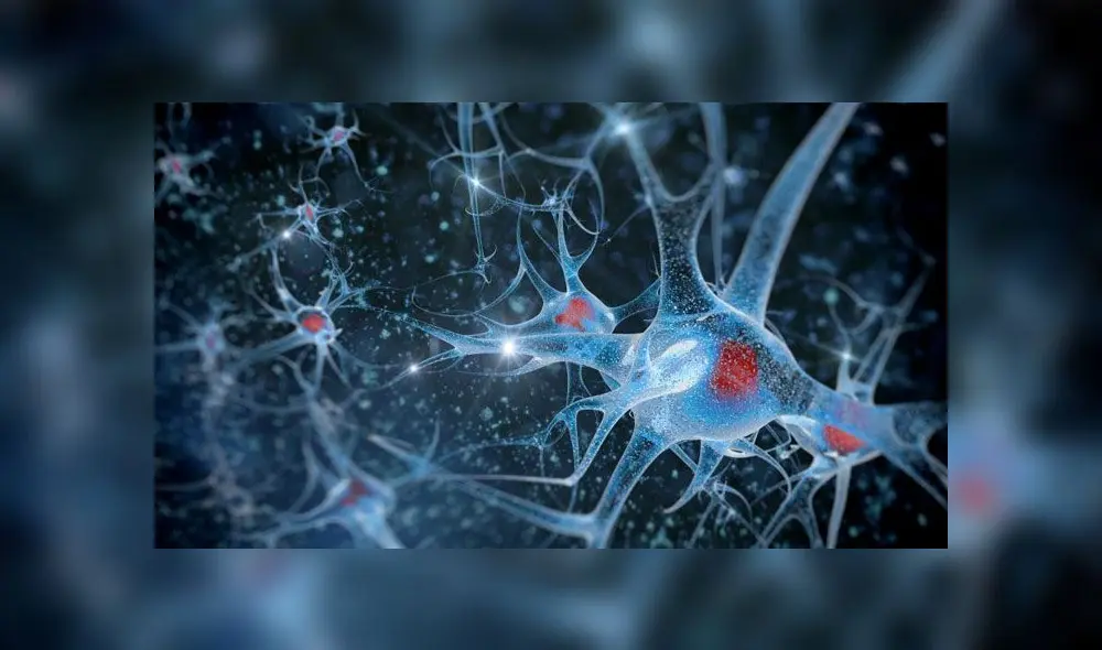 Representación de neuronas en 3D. Imagen: Oriel College.