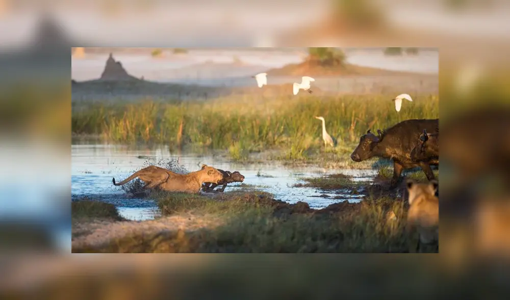 Su mamá espera a su cría que intenta huir lo más rápido posible de la leona. Foto: Ben Cranke Su mamá espera a su cría que intenta huir lo más rápido posible de la leona. Foto: Ben Cranke