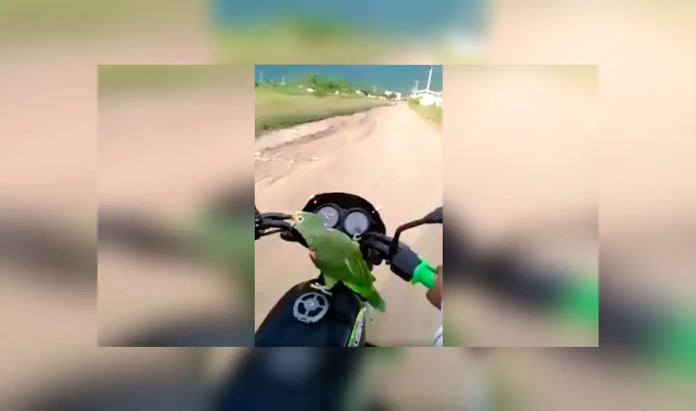 Desliza las imágenes hacia la izquierda para conocer la divertida acción de un loro cuando salió a pasear. Foto: Captura. Desliza las imágenes hacia la izquierda para conocer la divertida acción de un loro cuando salió a pasear. Foto: Captura.