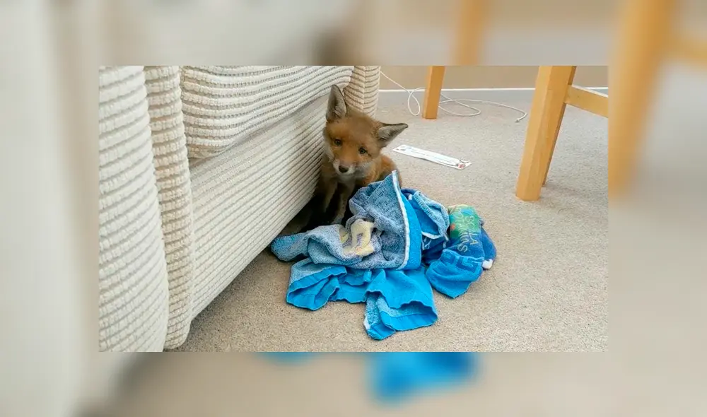 Desliza las imágenes para apreciar al indefenso animal que se escondió en el jardín de una casa al separarse de su madre. Foto: Caters Clips.