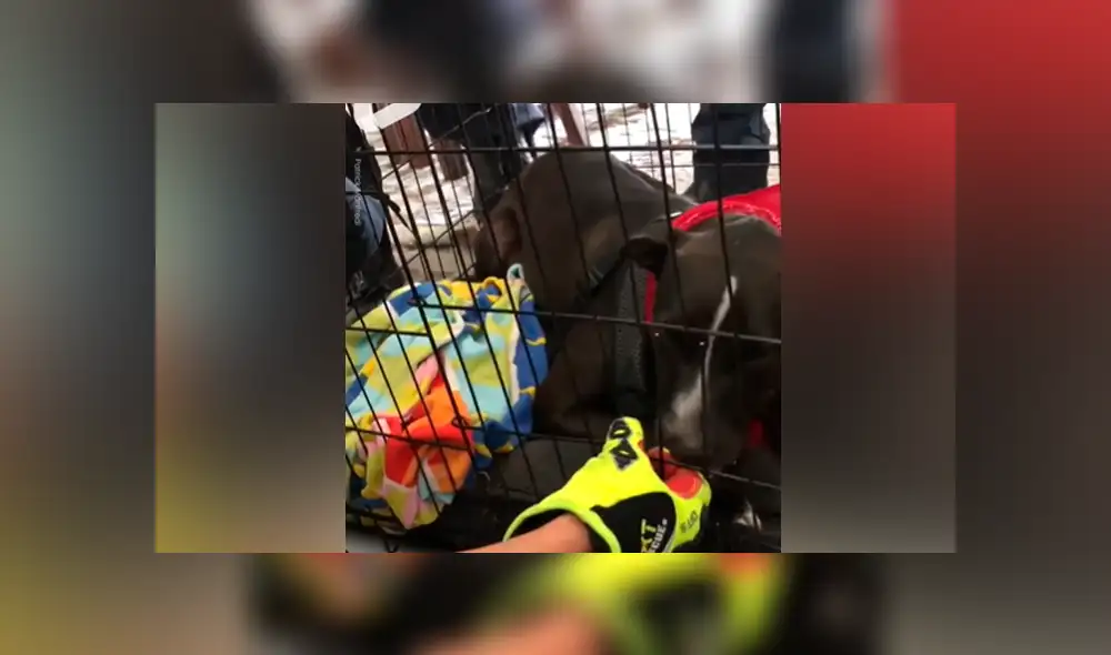 Facebook viral: bombero salva la vida de perro travieso que quedó con la mandíbula atorada a su jaula Facebook viral: bombero salva la vida de perro travieso que quedó con la mandíbula atorada a su jaula