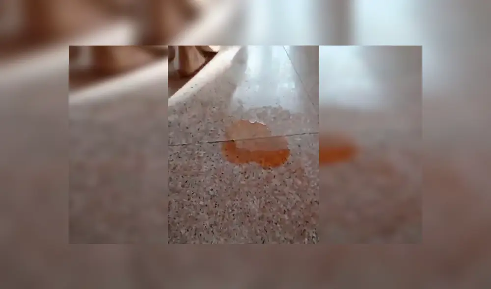 Facebook viral: perro limpia su orine con trapito, luego de que su dueño le regañara duramente [VIDEO]