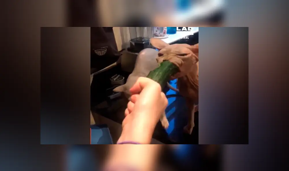 Facebook viral: asusta a sus gatos con pepino, sin imaginar la voraz reacción de los felinos [VIDEO] 