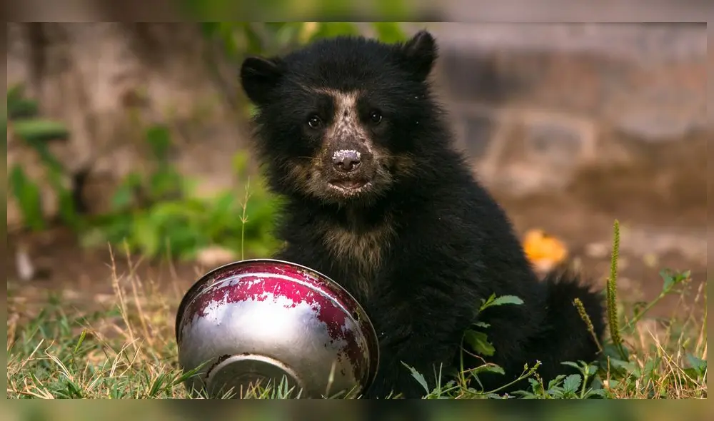 Oso de anteojos. (Foto: Serfor) Oso de anteojos. (Foto: Serfor)