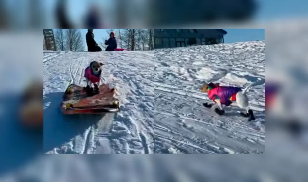 Desliza a la izquierda par a ver más fotos del tierno cachorro jugando en la nieve. (Foto: captura)