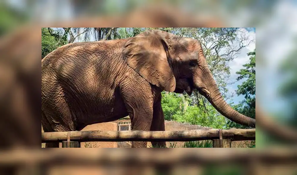 Elefante de 2 toneladas aplasta a su cuidador ante la presencia de turistas [VIDEO]