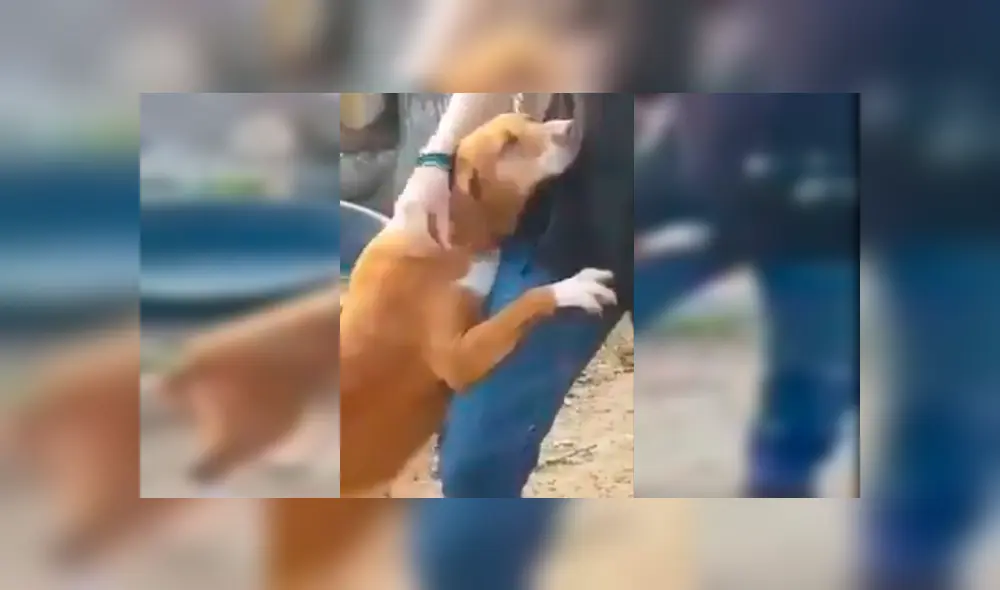 Video es viral en Facebook. Periodista fue sorprendido por la conmovedora conducta de un can cuando acudió a un refugio de perros abandonados para realizar un reportaje