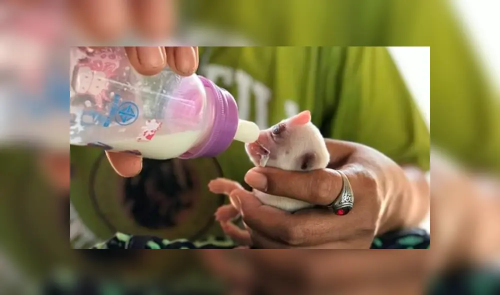 YouTube viral: nace perro con un solo ojo y sus dueños piden ayuda por su delicado estado de salud