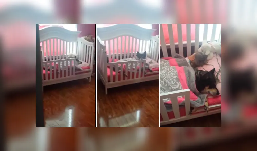 Un video viral de YouTube registró Lo que hacía un perro en ausencia de sus amos. Un video viral de YouTube registró Lo que hacía un perro en ausencia de sus amos.