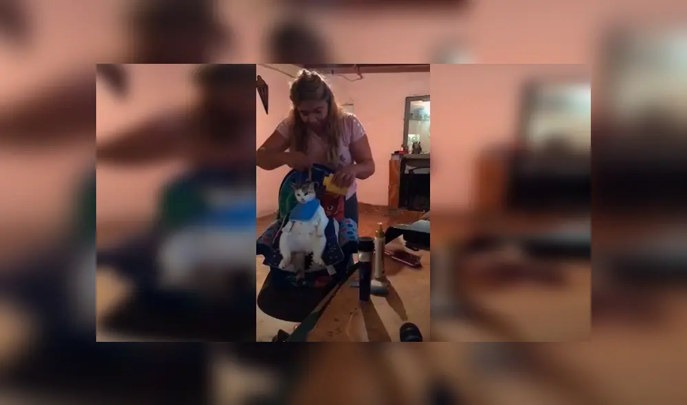 Desliza las imágenes para apreciar el inesperado comportamiento de un gato cuando su dueña le corta los pelos.