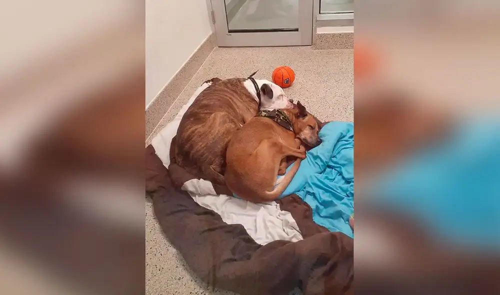 Desliza las imágenes para conocer la emotiva historia de unos perros que fueron llevados a un albergue por su dueño. Foto: DogHouse Rescue Academy/ Facebook