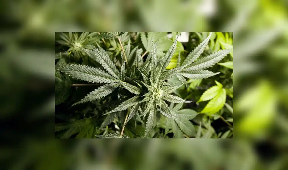 Uruguay: marihuana se venderá en farmacias desde julio Uruguay: marihuana se venderá en farmacias desde julio