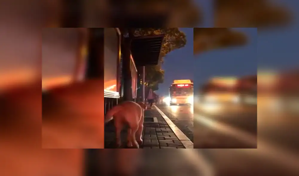 En Facebook, un perro esperaba entusiasmado la llegada de su cuidador y al verlo corría para darle un abrazo. En Facebook, un perro esperaba entusiasmado la llegada de su cuidador y al verlo corría para darle un abrazo.
