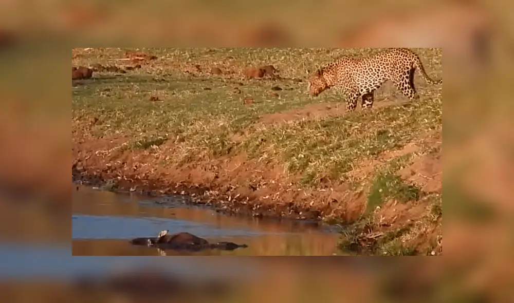 Un video viral de YouTube muestra el brutal enfrentamiento entre un leopardo con un feroz cocodrilo.