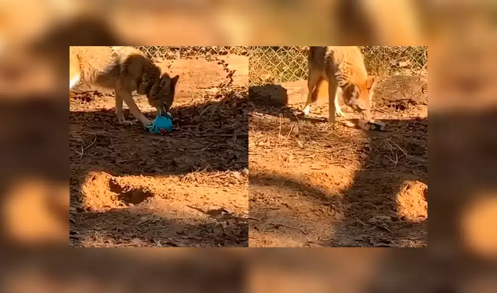 Desliza a la izquierda para ver la tierna reacción de este coyote que ha conmovido a los usuarios de YouTube. Foto: Captura. Desliza a la izquierda para ver la tierna reacción de este coyote que ha conmovido a los usuarios de YouTube. Foto: Captura.