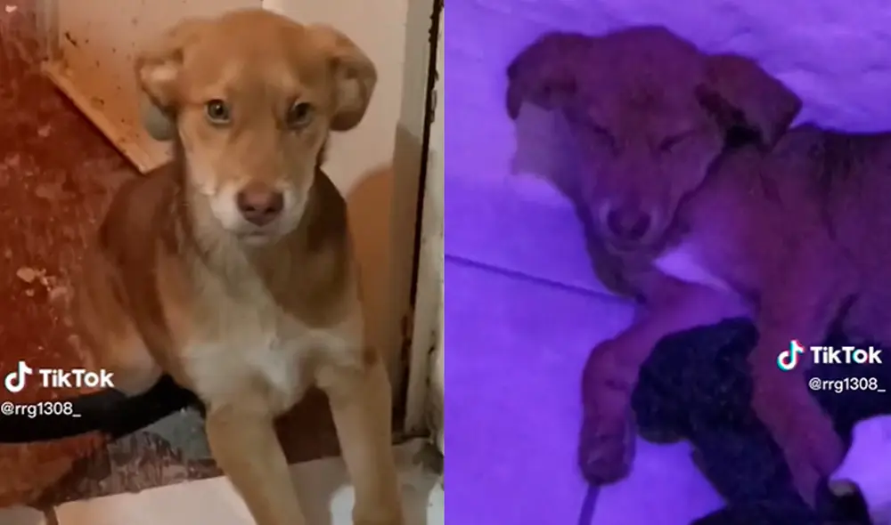 Este video ha conseguido 1.6 millones de visualizaciones. Foto: composición LR / TikTok / @rrg1308_ Este video ha conseguido 1.6 millones de visualizaciones. Foto: composición LR / TikTok / @rrg1308_