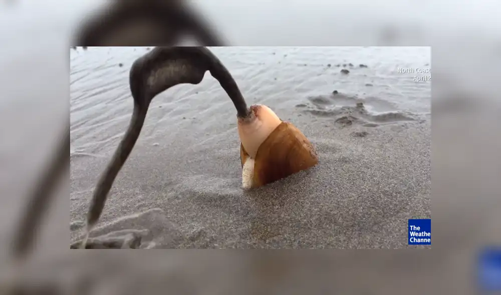 YouTube viral: se acerca a misteriosa criatura marina, sin imaginar que haría algo asqueroso [VIDEO]