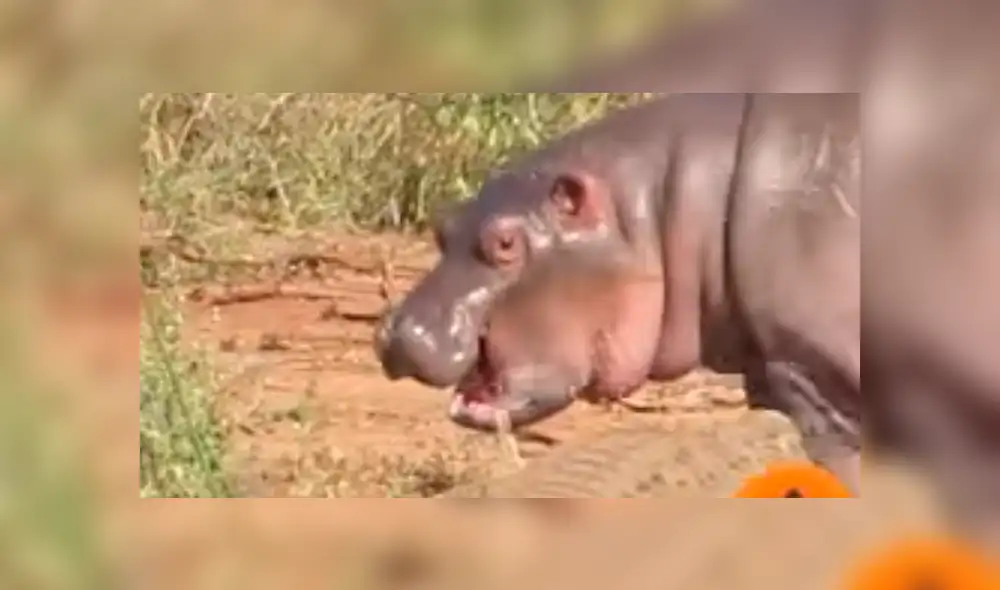 YouTube viral: bebé hipopótamo se enfrentó contra cocodrilo y enormes búfalos [VIDEO]