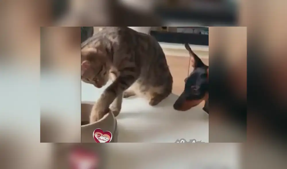 Facebook viral: gato ve que su amigo tenía mucha hambre y hace lo más insólito para ayudarlo Facebook viral: gato ve que su amigo tenía mucha hambre y hace lo más insólito para ayudarlo