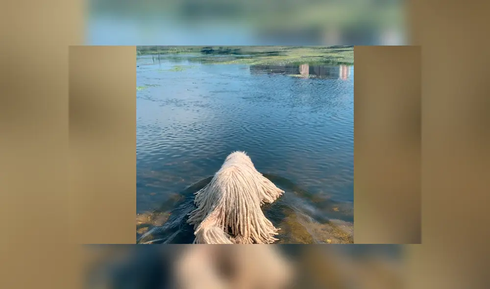 Facebook: hombre encuentra misteriosa criatura ‘acuática’, se acerca a ella y descubre algo insólito [VIDEO]