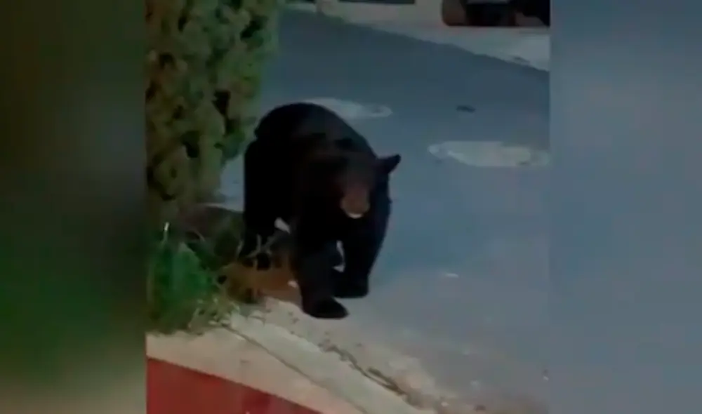 Desliza las imágenes para ver al valiente perro que se enfrentó a un gran oso. Foto: captura de YouTube